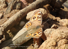 Junonia villida