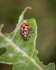 Coleomegilla maculata