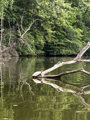 Trachemys scripta elegans