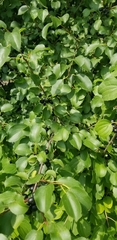 Rhamnus cathartica