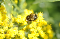 Bombus terricola