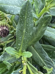 Senecio pseudoarnica