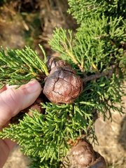Cupressus pygmaea