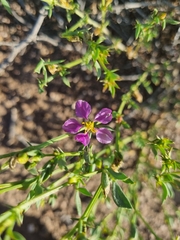 Fagonia chilensis