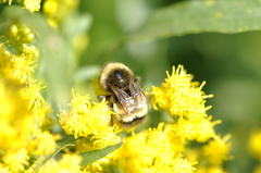 Bombus terricola