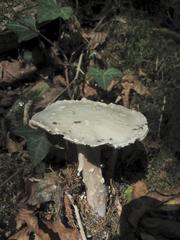 Amanita echinocephala