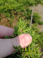 Cupressus pygmaea