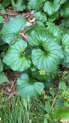 Viola