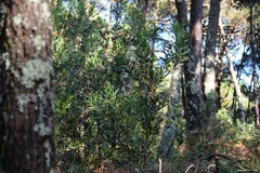 Acacia longifolia