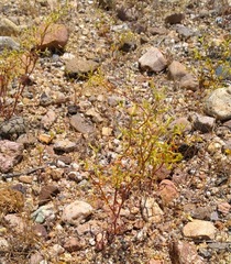 Chorizanthe brevicornu