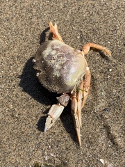 Metacarcinus magister