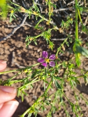 Fagonia chilensis