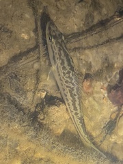 Micropterus