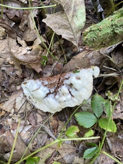 Fuscopostia fragilis