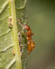 Formica pallidefulva