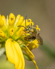 Augochlorella aurata