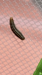 Homoeosoma electella