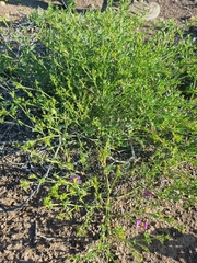 Fagonia chilensis
