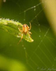 Araneus pratensis