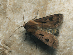 Agrotis exclamationis