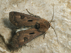 Agrotis exclamationis
