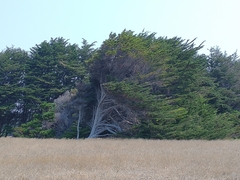 Cupressus pygmaea