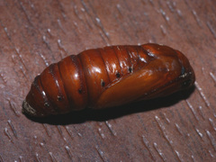 Agrotis exclamationis
