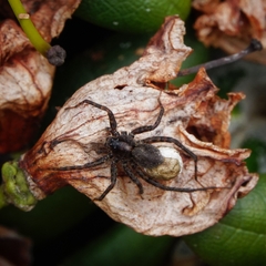 Pardosa