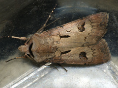 Agrotis exclamationis