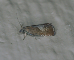 Dichrorampha acuminatana