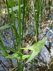Sagittaria sagittifolia