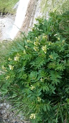 Astragalus frigidus