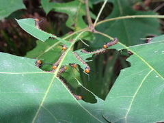 Anisota virginiensis