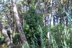 Laurus nobilis