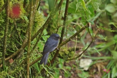 Diglossa albilatera