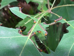 Anisota virginiensis