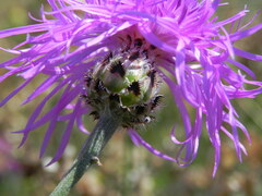 Centaurea ambigua