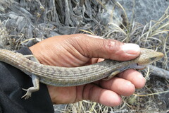 Gerrhonotus liocephalus