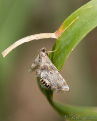 Petrophila fulicalis