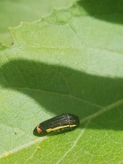 Acmaeodera flavomarginata