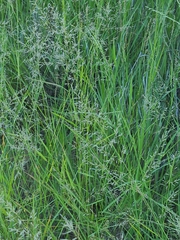 Eragrostis lehmanniana