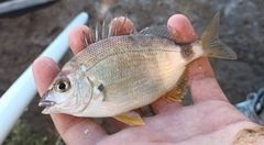 Diplodus annularis