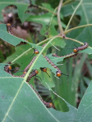 Anisota virginiensis