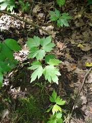 Ranunculus hispidus
