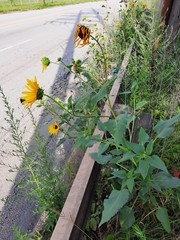 Helianthus annuus