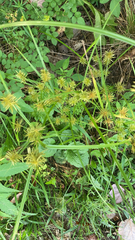 Cyperus