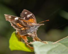 Libytheana carinenta