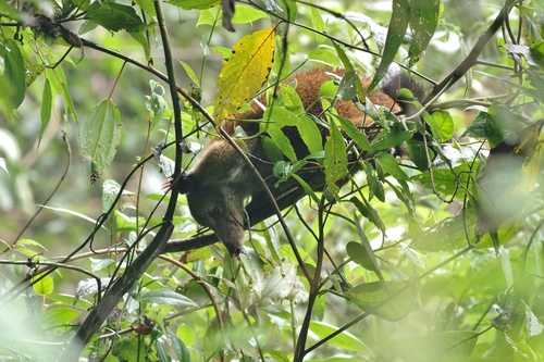 Nasua olivacea