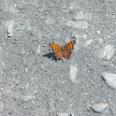 Polygonia faunus