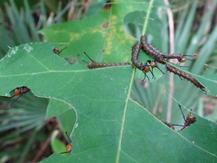 Anisota virginiensis